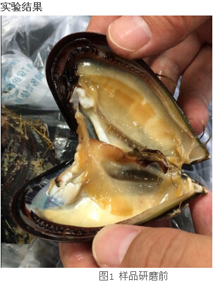 冷凍研磨儀研究告訴你-海虹體內(nèi)的營養(yǎng)價(jià)值及藥用價(jià)值有那些？